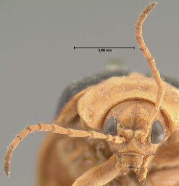 Media type: image; Entomology 19416   Aspect: head frontal view